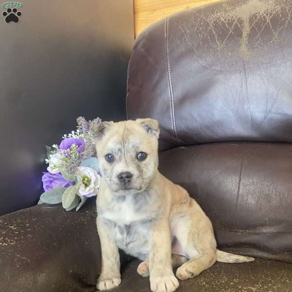 Beauty, Siberian Husky Mix Puppy