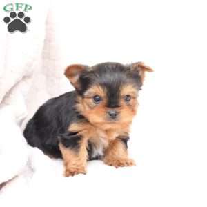 Jasper, Yorkie Puppy