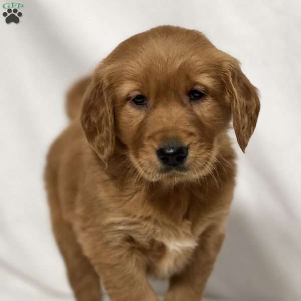 Ruthie, Golden Retriever Puppy