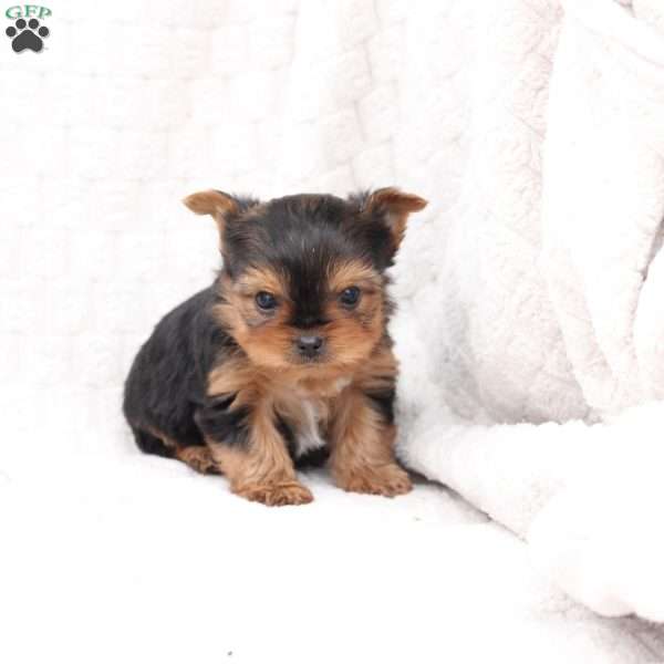 Jasper, Yorkie Puppy