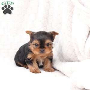 Jasper, Yorkie Puppy