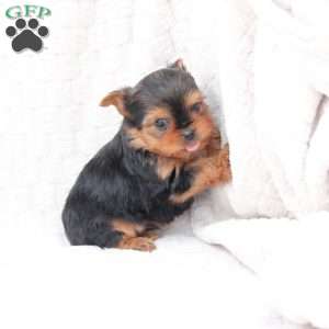 Jasper, Yorkie Puppy