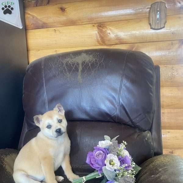 Cupcake, Siberian Husky Mix Puppy