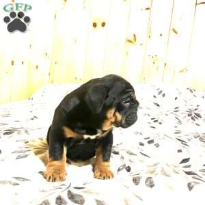 Grace, English Bulldog Puppy