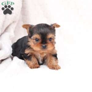 Jasper, Yorkie Puppy
