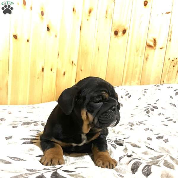 Grace, English Bulldog Puppy