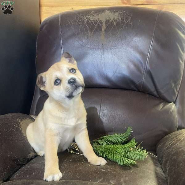 Butterscotch, Siberian Husky Mix Puppy