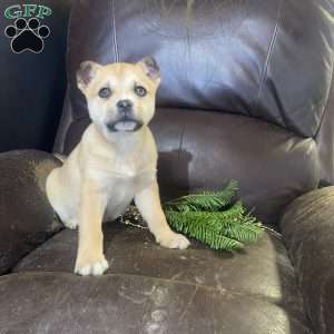Butterscotch, Siberian Husky Mix Puppy