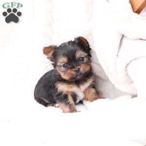 Henry, Yorkie Puppy
