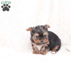 Henry, Yorkie Puppy