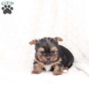 Henry, Yorkie Puppy