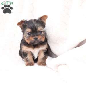 Henry, Yorkie Puppy