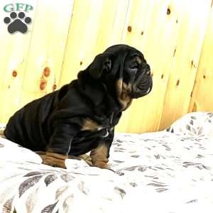 Winston, English Bulldog Puppy