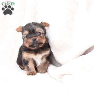 Henry, Yorkie Puppy