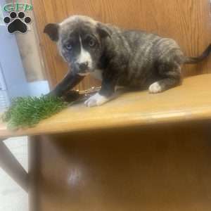 Boots, Siberian Husky Mix Puppy