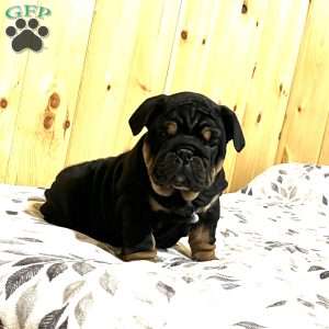 Winston, English Bulldog Puppy