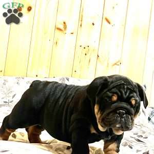 Winston, English Bulldog Puppy