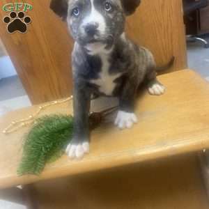 Boots, Siberian Husky Mix Puppy