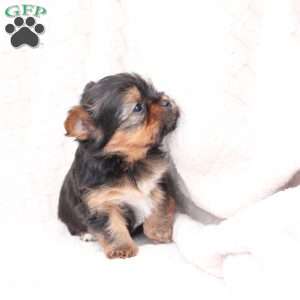 Henry, Yorkie Puppy