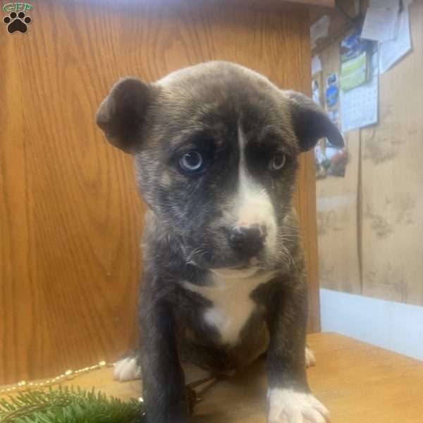Boots, Siberian Husky Mix Puppy