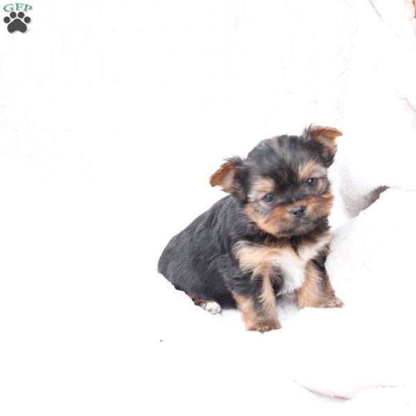 Henry, Yorkie Puppy
