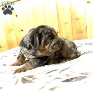 Tank, English Bulldog Puppy