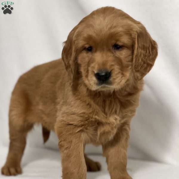 Ruby, Golden Retriever Puppy