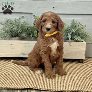 Kane, Goldendoodle Puppy