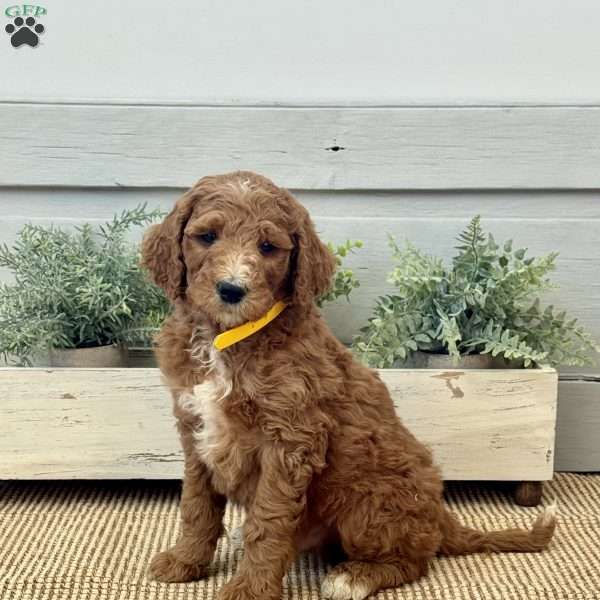 Kane, Goldendoodle Puppy