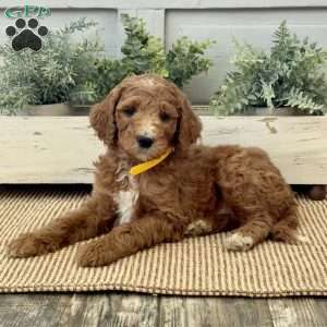 Kane, Goldendoodle Puppy