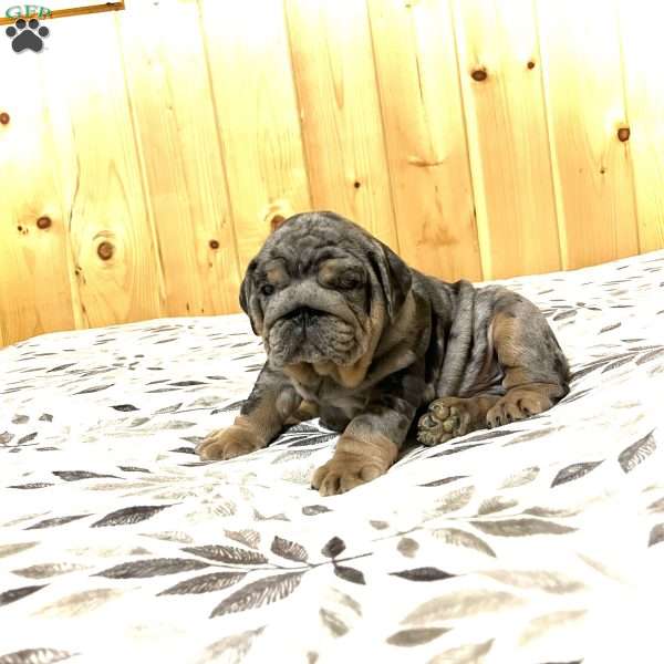 Tank, English Bulldog Puppy