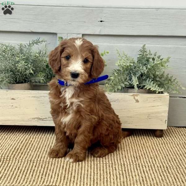 Kenny, Goldendoodle Puppy