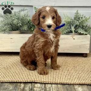 Kenny, Goldendoodle Puppy
