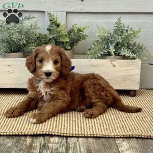 Kenny, Goldendoodle Puppy