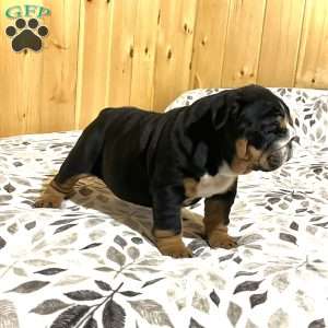 Mabel, English Bulldog Puppy
