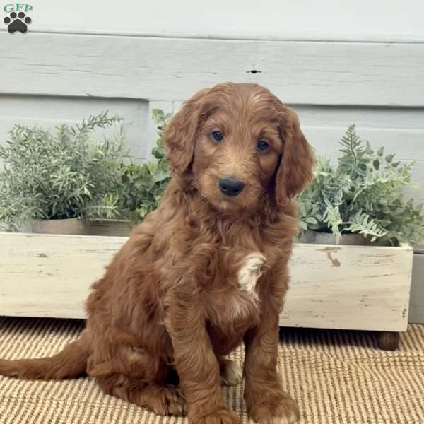 King, Goldendoodle Puppy