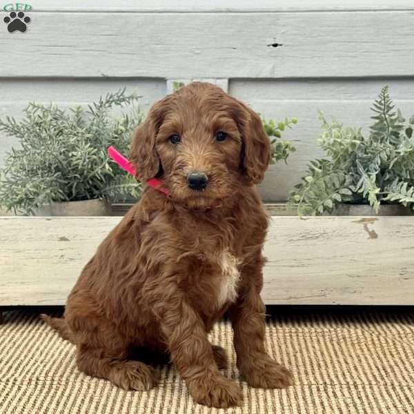 Kitty, Goldendoodle Puppy
