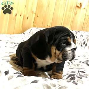 Mabel, English Bulldog Puppy
