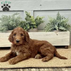Kitty, Goldendoodle Puppy