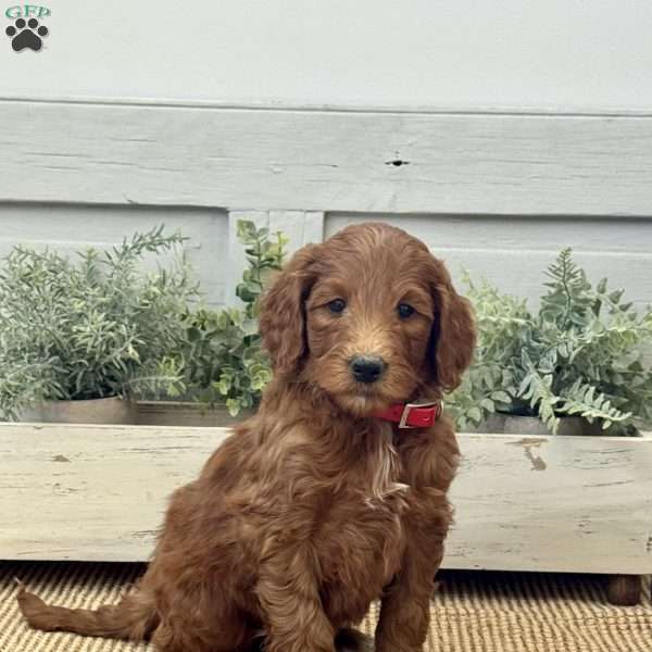 Katie, Goldendoodle Puppy