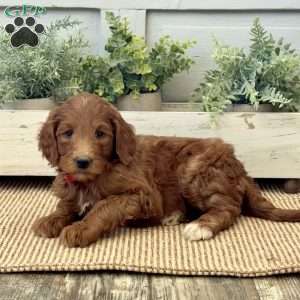 Katie, Goldendoodle Puppy