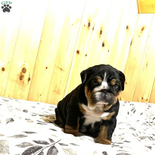 Mabel, English Bulldog Puppy