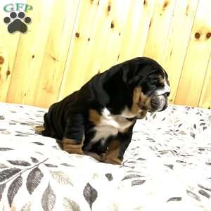 Mabel, English Bulldog Puppy