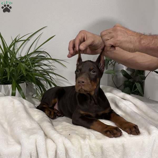Ace, Doberman Pinscher Puppy