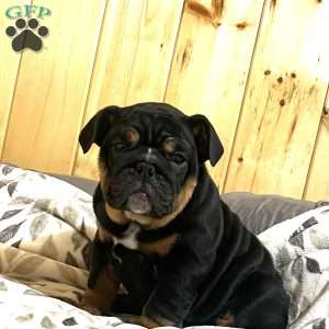 Grace, English Bulldog Puppy