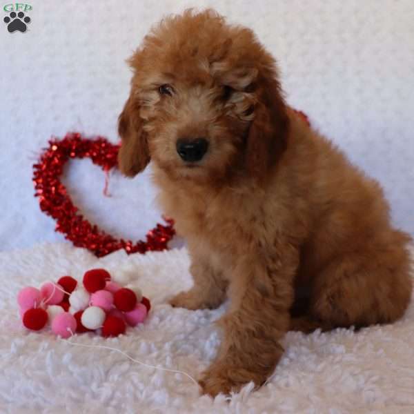 Murphy, Mini Goldendoodle Puppy