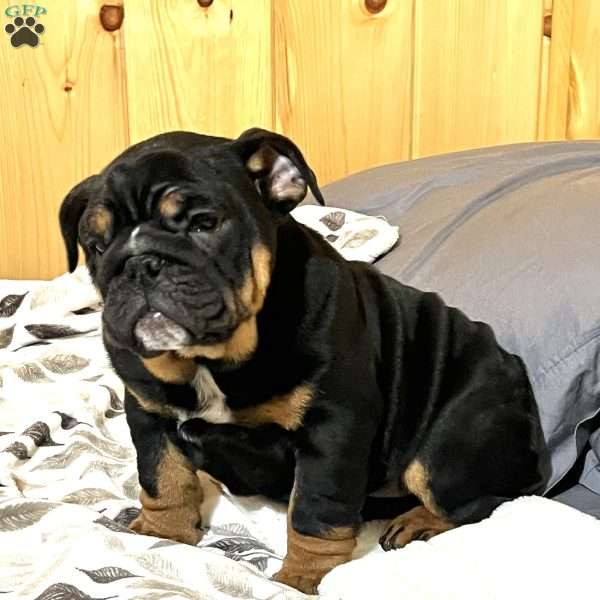 Grace, English Bulldog Puppy