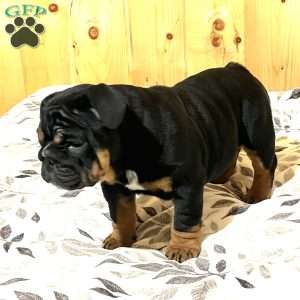 Grace, English Bulldog Puppy