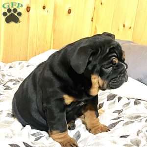 Grace, English Bulldog Puppy