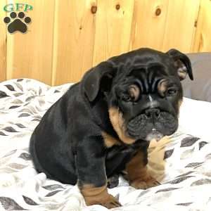 Grace, English Bulldog Puppy